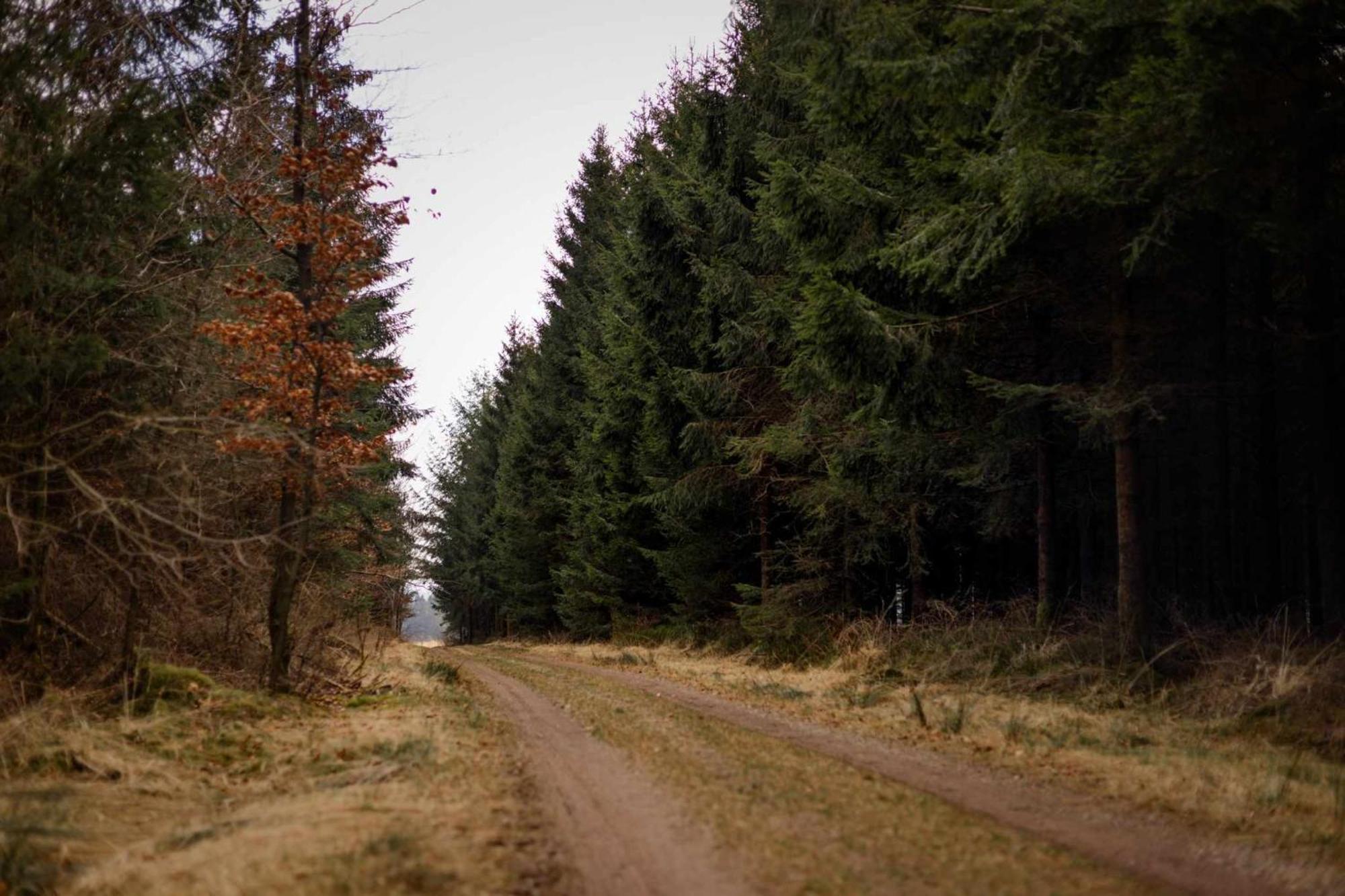 Het Hertenbos Chalet 136 - Bos- Groene Oase- Rustmoment- Zwembad デュルビュイ エクステリア 写真