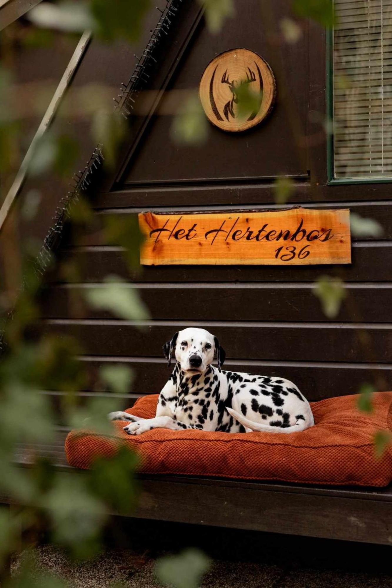 Het Hertenbos Chalet 136 - Bos- Groene Oase- Rustmoment- Zwembad デュルビュイ エクステリア 写真