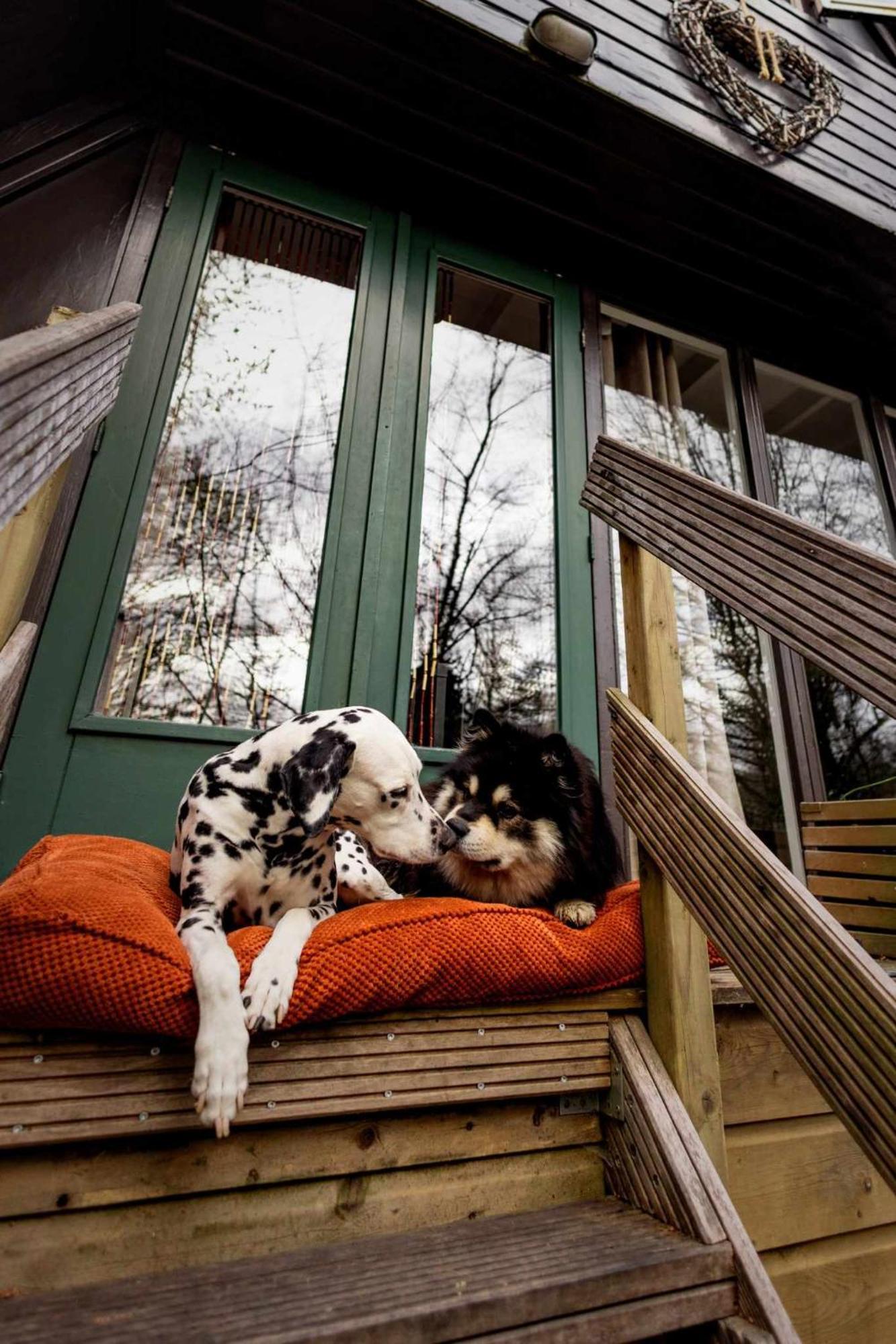 Het Hertenbos Chalet 136 - Bos- Groene Oase- Rustmoment- Zwembad デュルビュイ エクステリア 写真